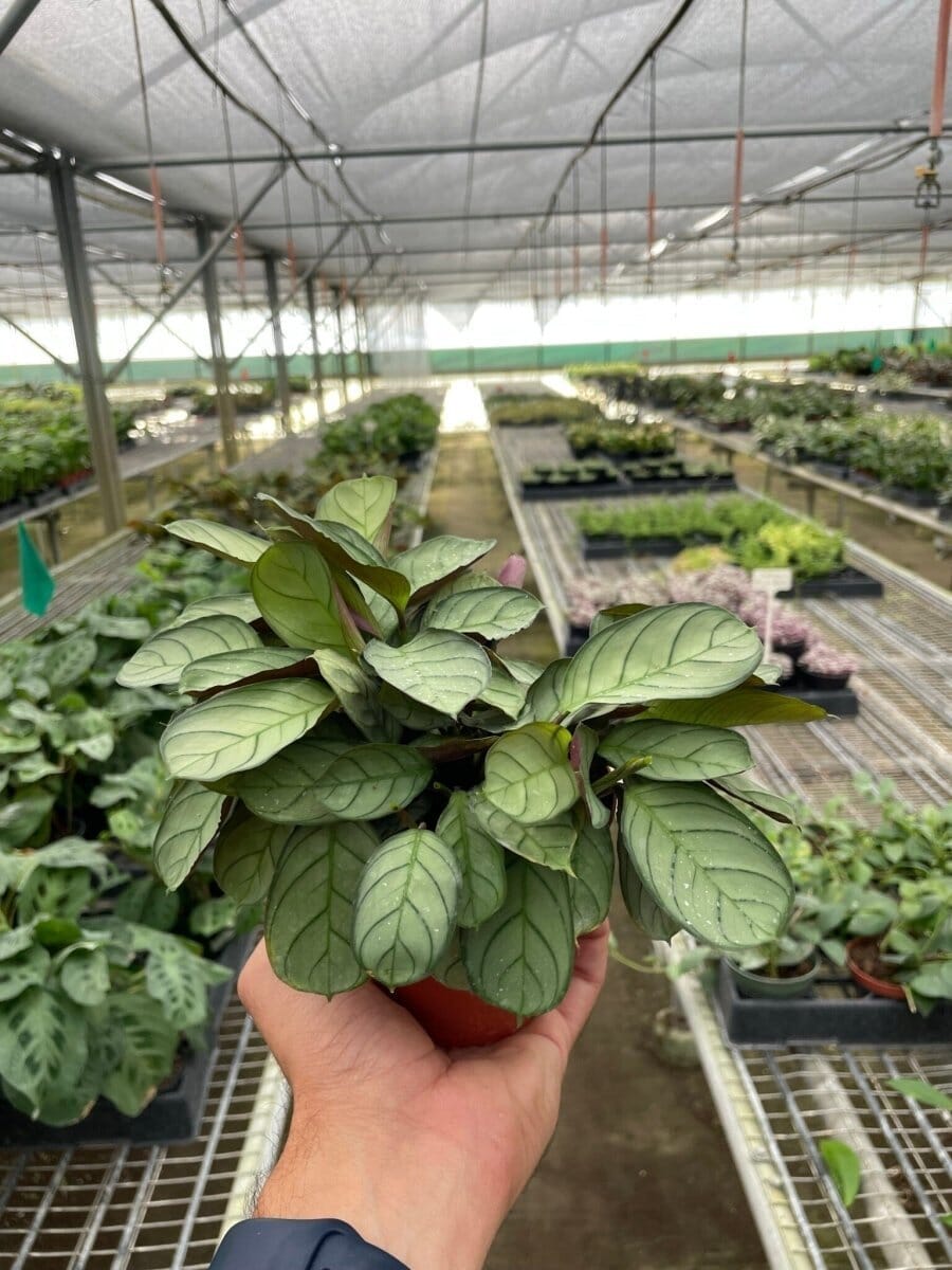 Ctenanthe burle-marxii 'Amagris'-Indoor Plants-Trendy Gardener