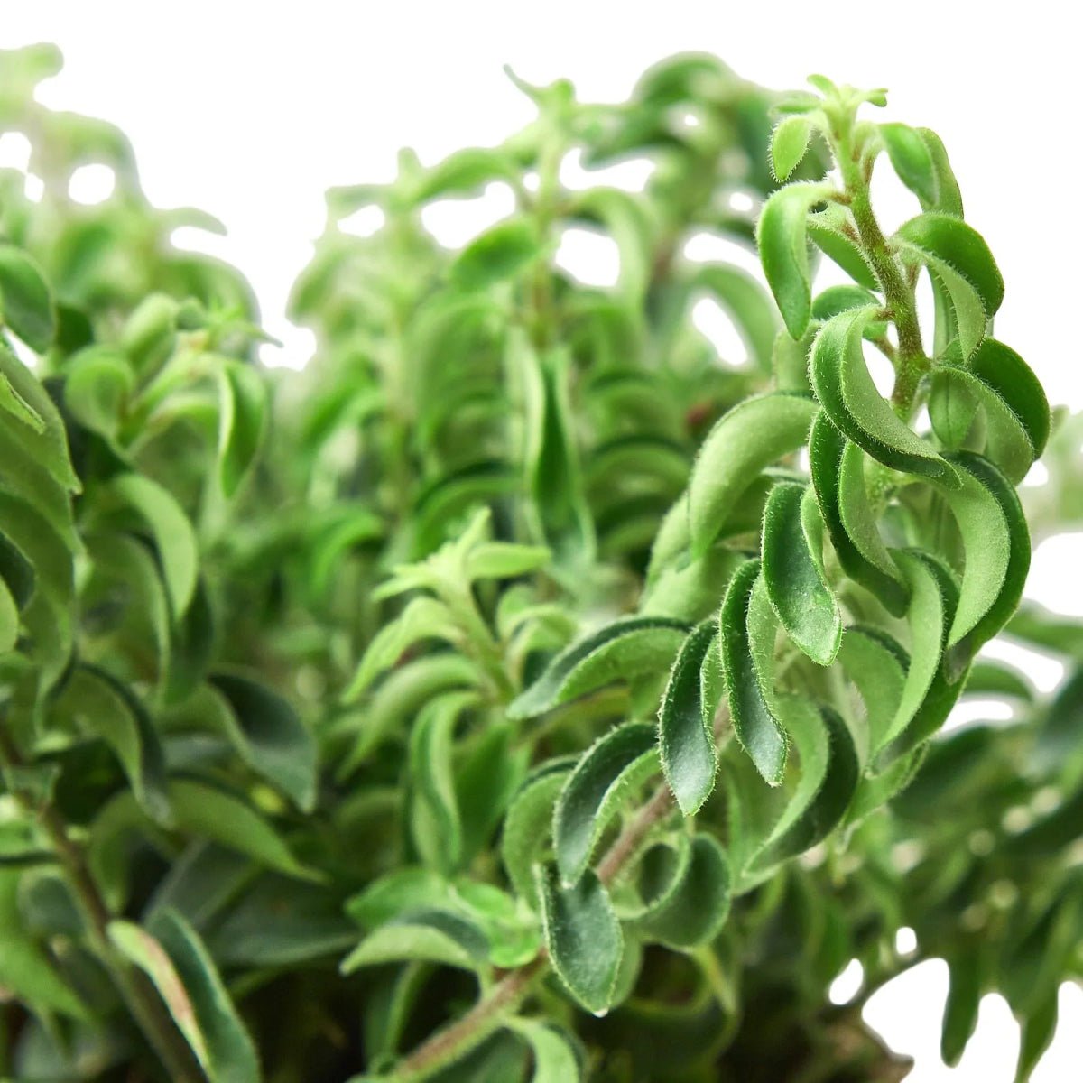 Curly Lipstick Plant-Indoor Plants-Trendy Gardener