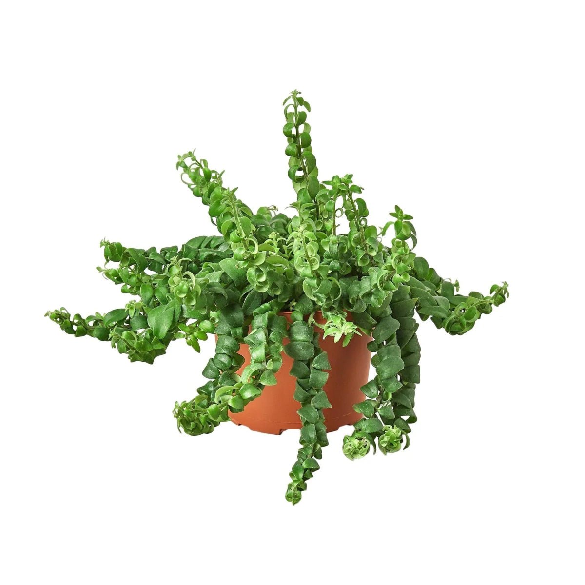 Curly Lipstick Plant-Indoor Plants-Trendy Gardener