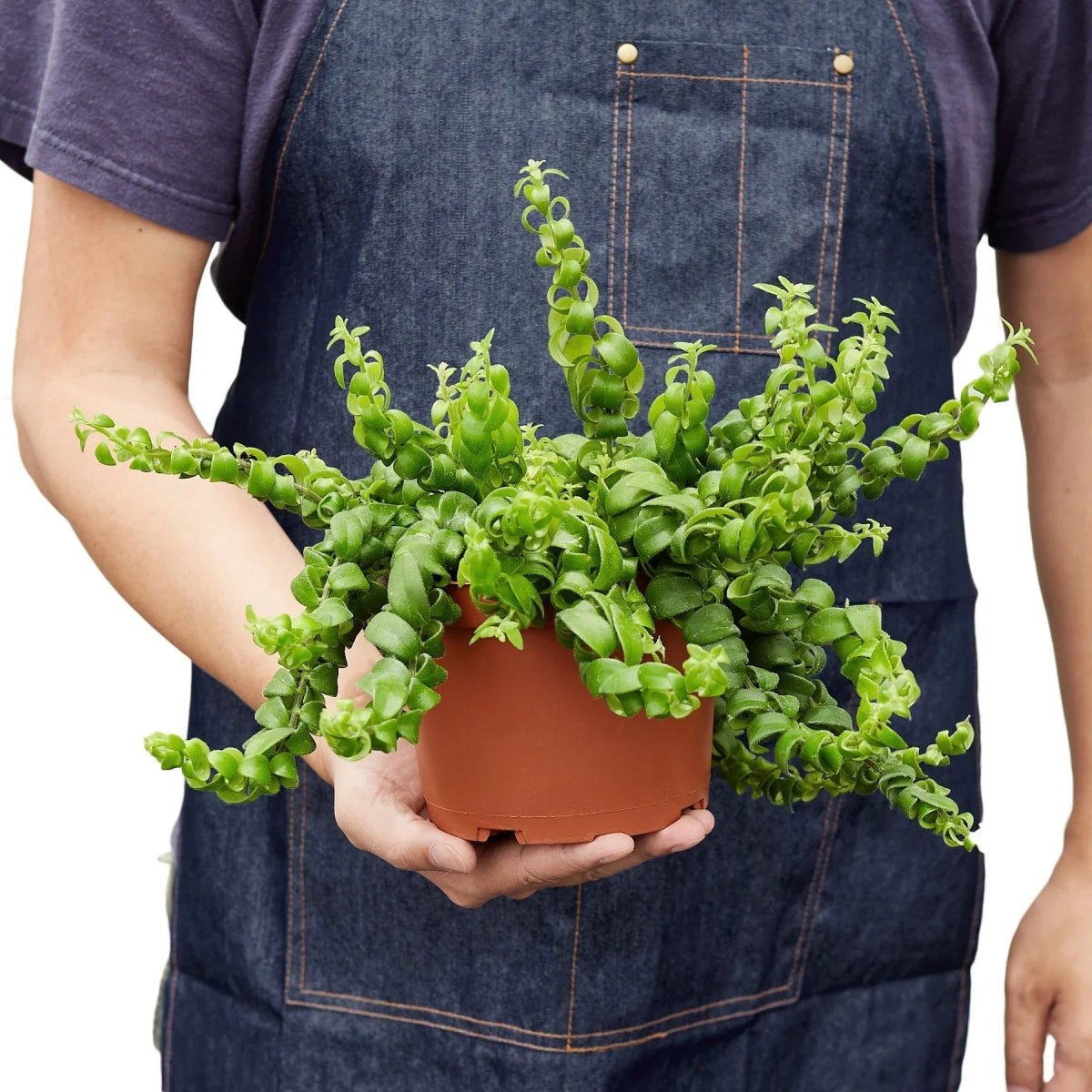 Curly Lipstick Plant-Indoor Plants-Trendy Gardener