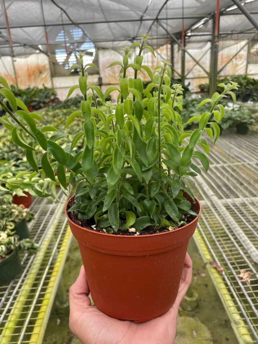 Curly Lipstick Plant-Indoor Plants-Trendy Gardener