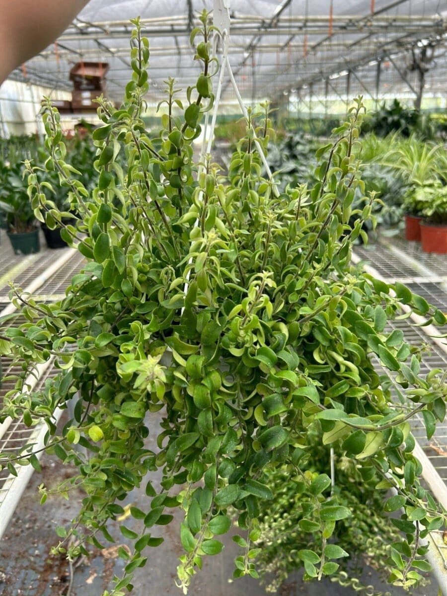 Curly Lipstick Plant-Indoor Plants-Trendy Gardener