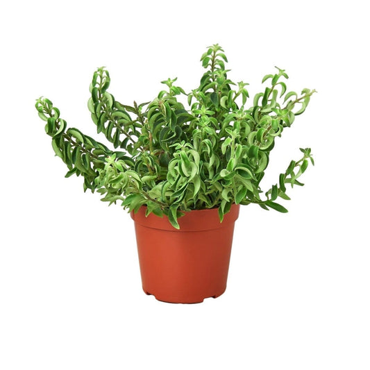 Curly Lipstick Plant-Indoor Plants-Trendy Gardener