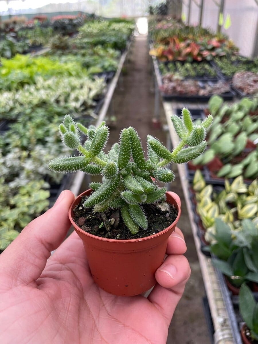 Delosperma echinatum 'Pickle Plant'-Indoor Plants-Trendy Gardener