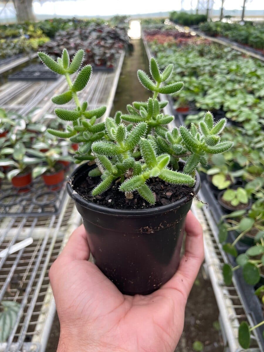 Delosperma echinatum 'Pickle Plant'-Indoor Plants-Trendy Gardener