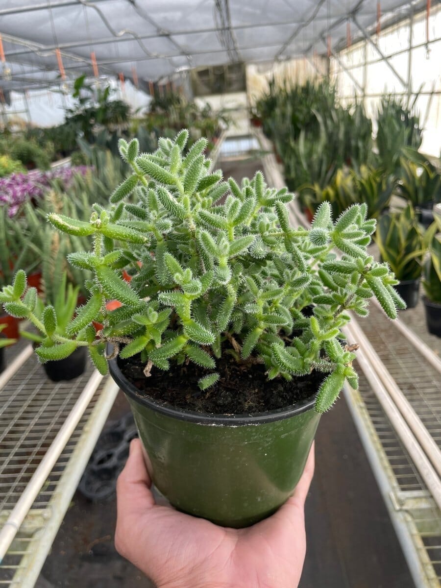 Delosperma echinatum 'Pickle Plant'-Indoor Plants-Trendy Gardener