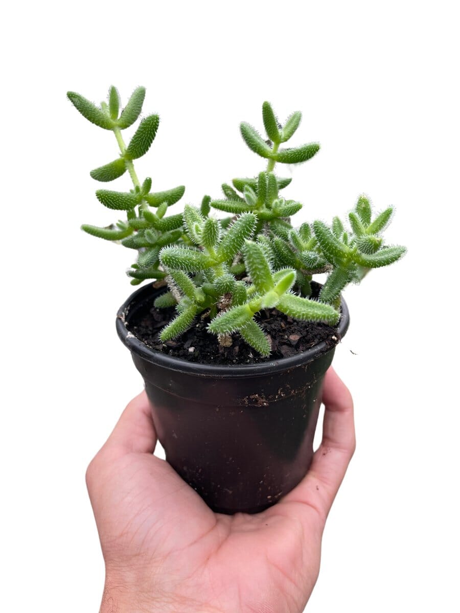 Delosperma echinatum 'Pickle Plant'-Indoor Plants-Trendy Gardener