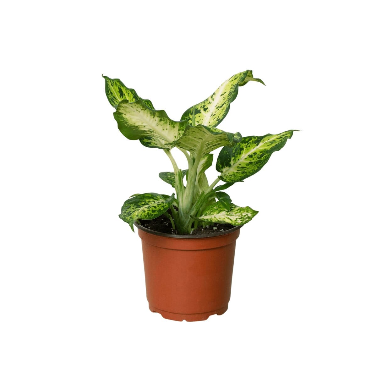 Dieffenbachia 'Amy'-Indoor Plants-Trendy Gardener