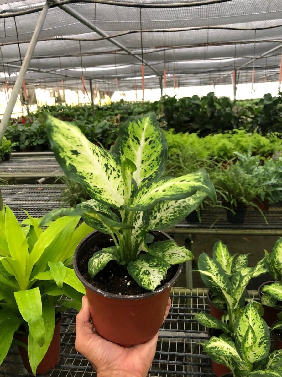 Dieffenbachia 'Amy'-Indoor Plants-Trendy Gardener