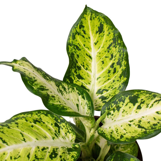 Dieffenbachia 'Amy'-Indoor Plants-Trendy Gardener