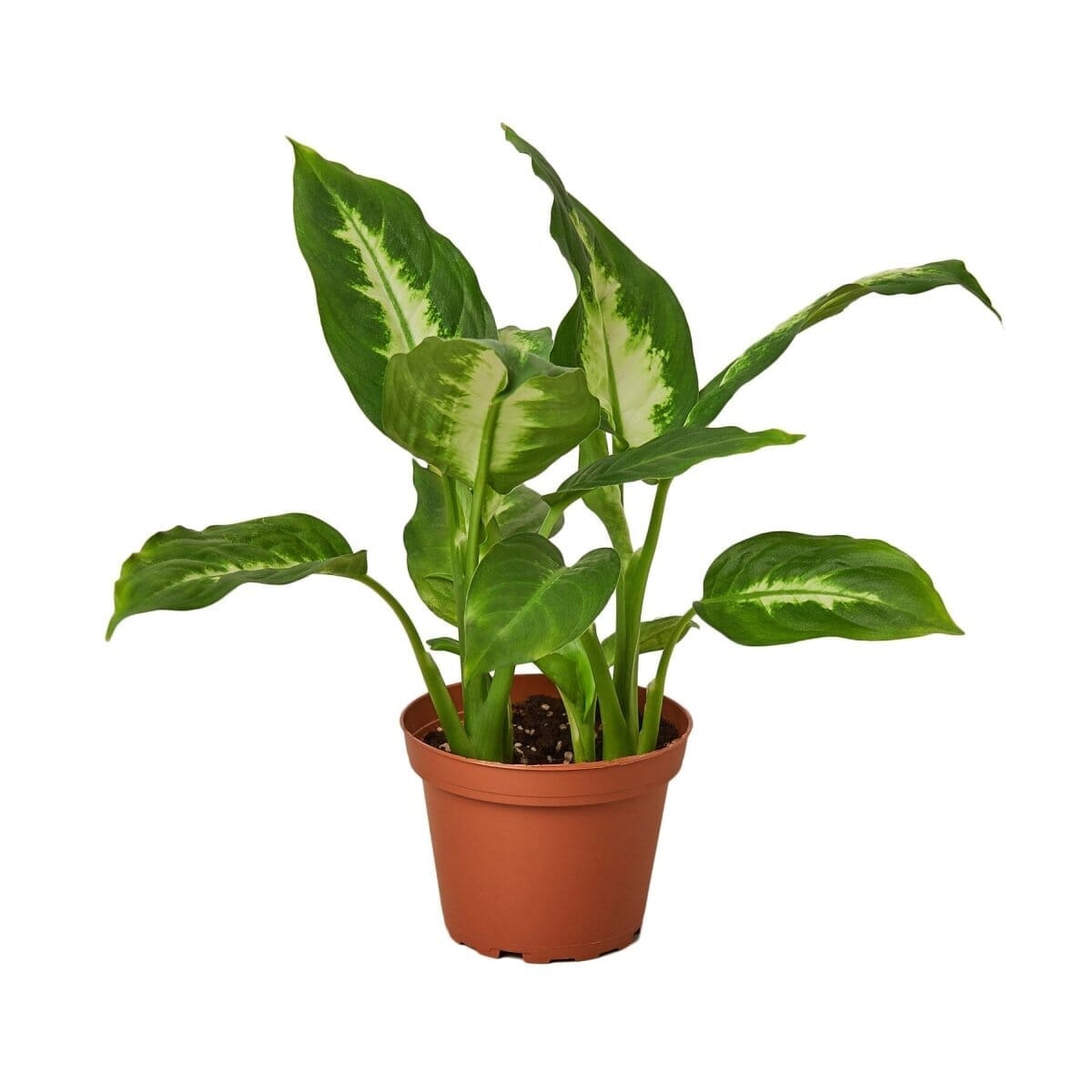 Dieffenbachia Camille-Indoor Plants-Trendy Gardener