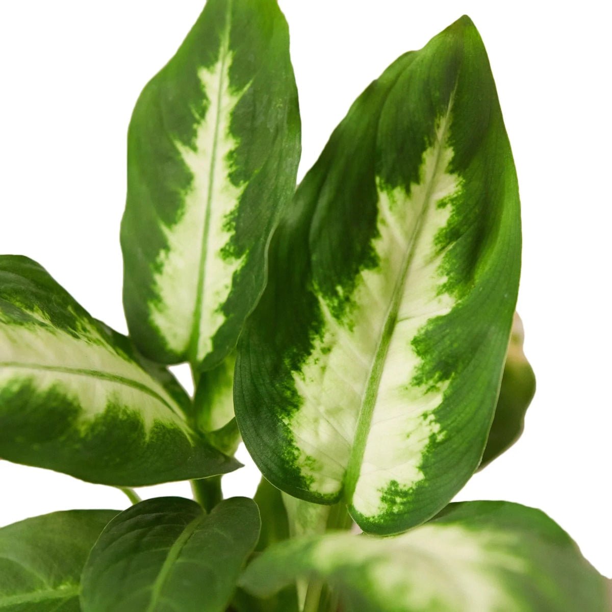 Dieffenbachia Camille-Indoor Plants-Trendy Gardener