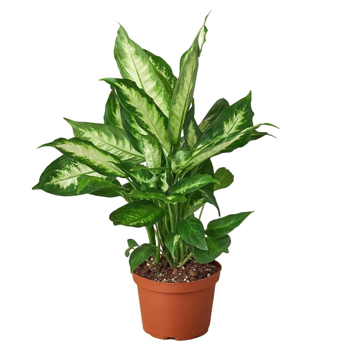 Dieffenbachia Camille-Indoor Plants-Trendy Gardener