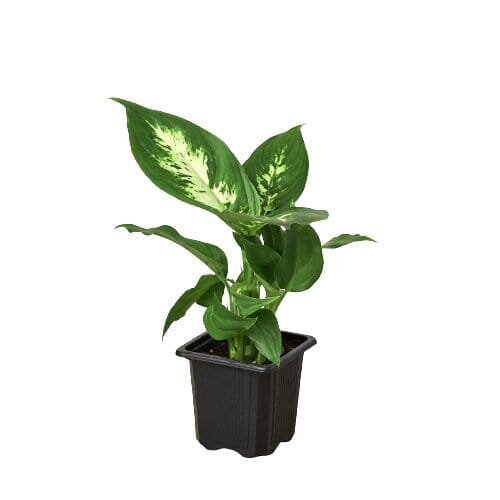 Dieffenbachia Camille-Indoor Plants-Trendy Gardener