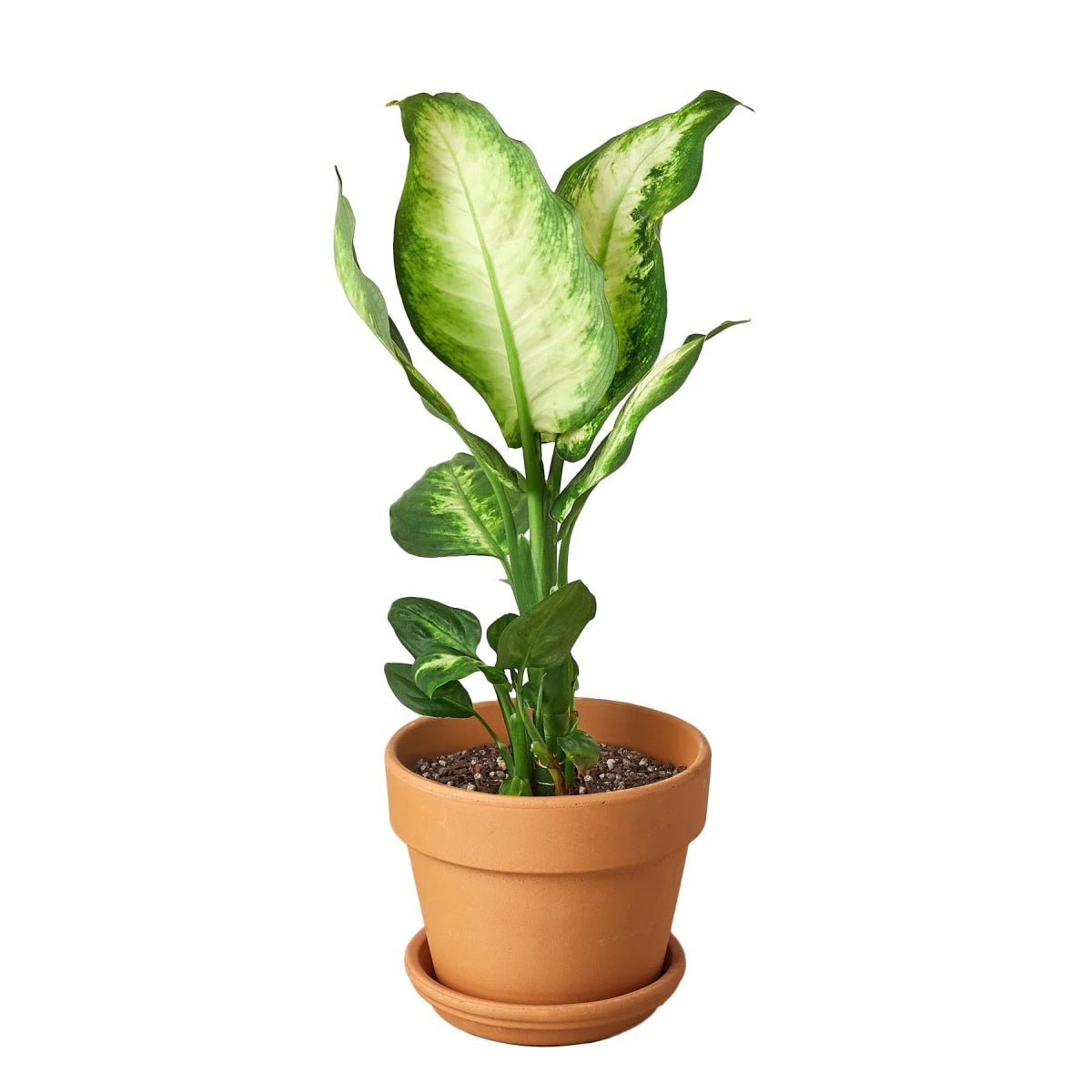 Dieffenbachia Camille-Indoor Plants-Trendy Gardener