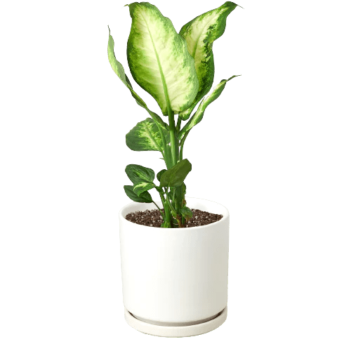 Dieffenbachia Camille-Indoor Plants-Trendy Gardener