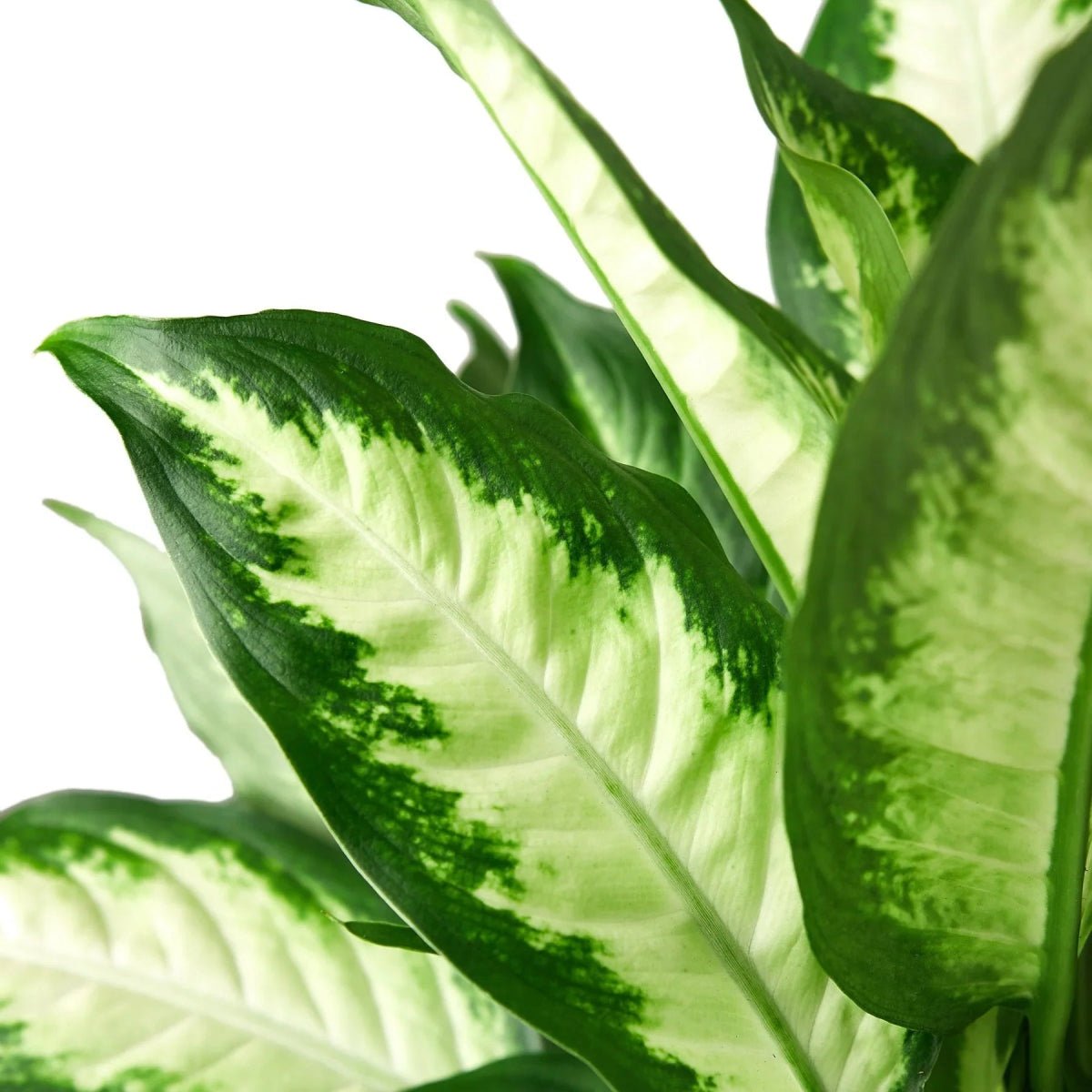 Dieffenbachia Camille-Indoor Plants-Trendy Gardener