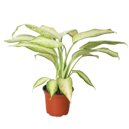 Dieffenbachia 'Camouflage'-Indoor Plants-Trendy Gardener