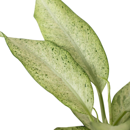 Dieffenbachia 'Camouflage'-Indoor Plants-Trendy Gardener