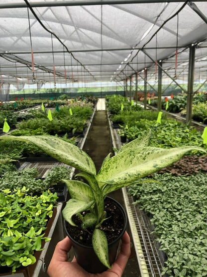 Dieffenbachia 'Camouflage'-Indoor Plants-Trendy Gardener