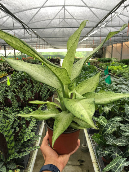 Dieffenbachia 'Camouflage'-Indoor Plants-Trendy Gardener