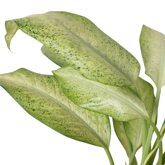 Dieffenbachia 'Camouflage'-Indoor Plants-Trendy Gardener