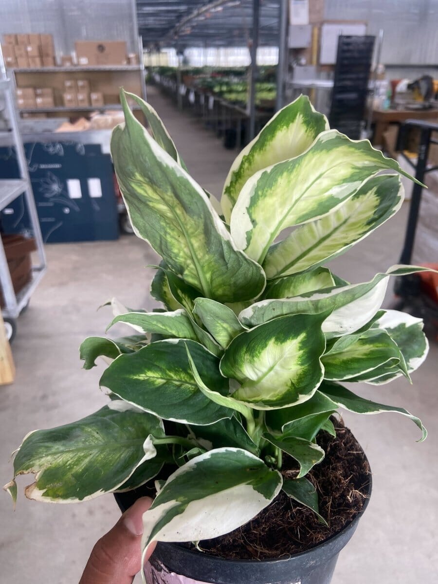 Dieffenbachia 'Cool Beauty'-Indoor Plants-Trendy Gardener