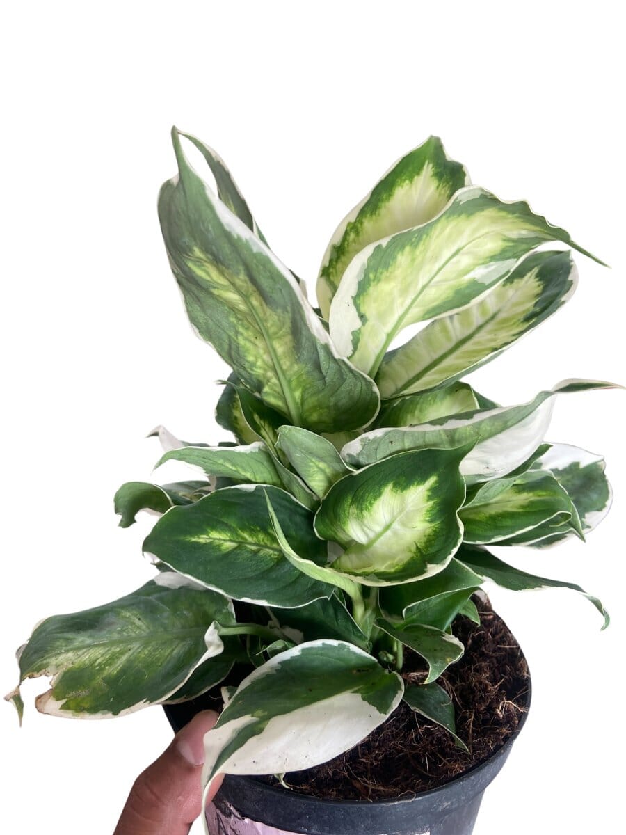 Dieffenbachia 'Cool Beauty'-Indoor Plants-Trendy Gardener