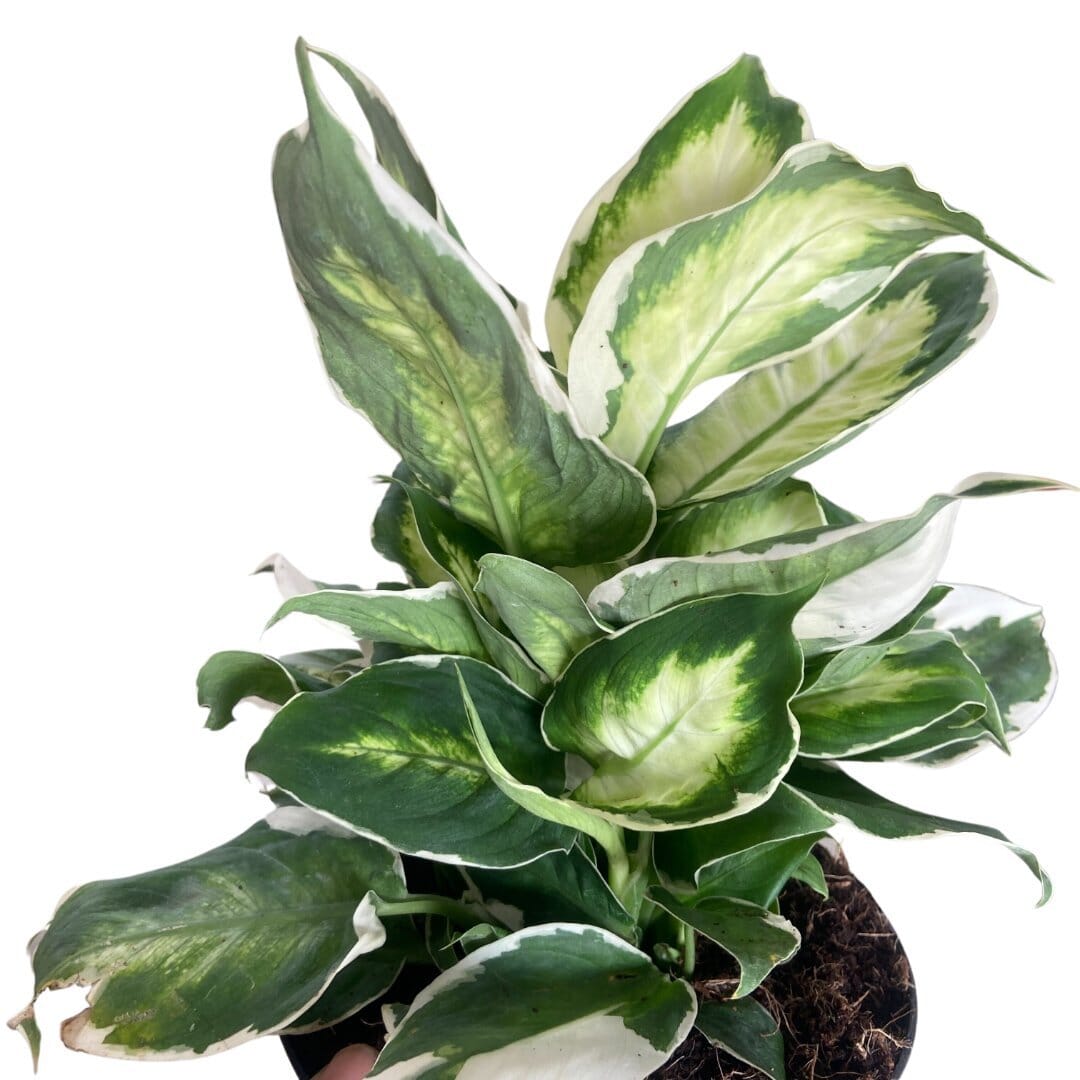 Dieffenbachia 'Cool Beauty'-Indoor Plants-Trendy Gardener