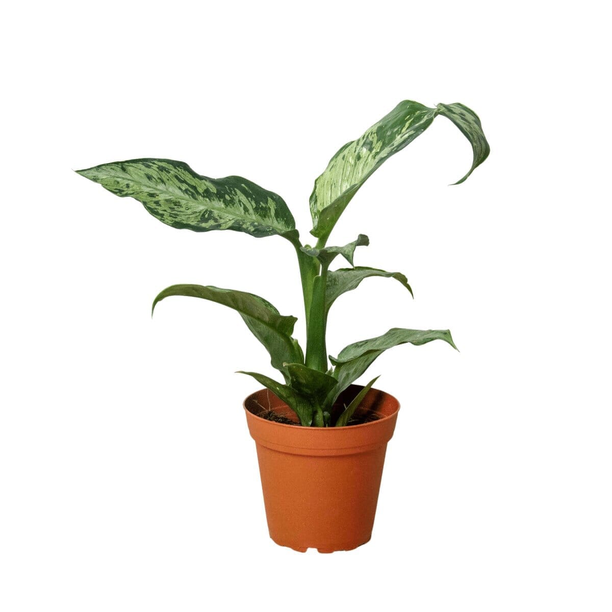 Dieffenbachia 'Memoria Corsii'-Indoor Plants-Trendy Gardener