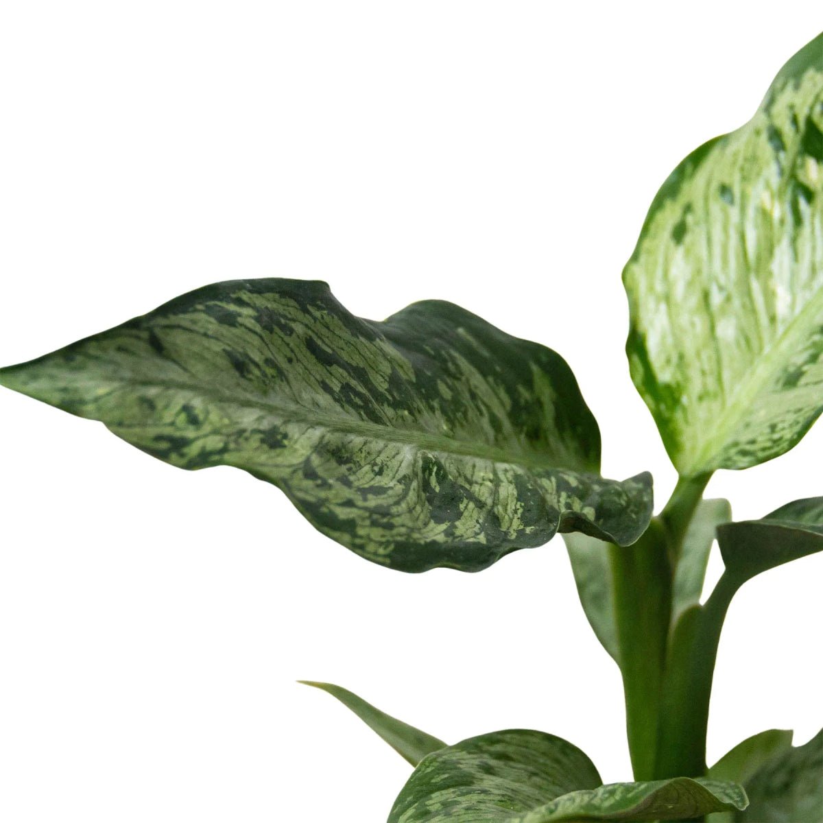 Dieffenbachia 'Memoria Corsii'-Indoor Plants-Trendy Gardener