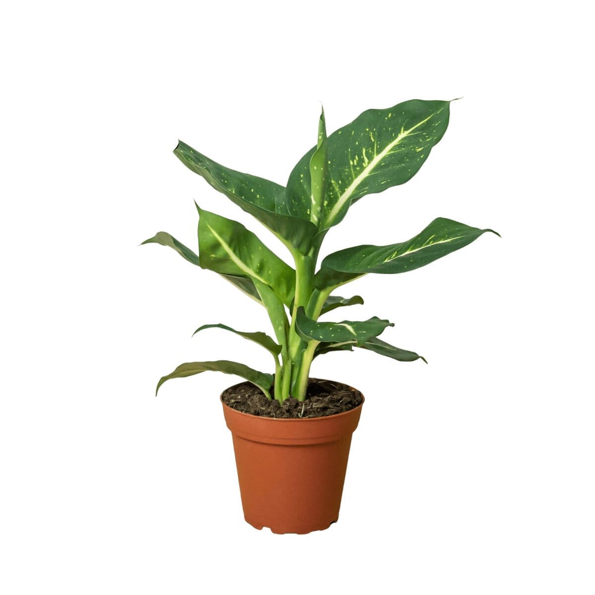 Dieffenbachia Oerstedii-Indoor Plants-Trendy Gardener