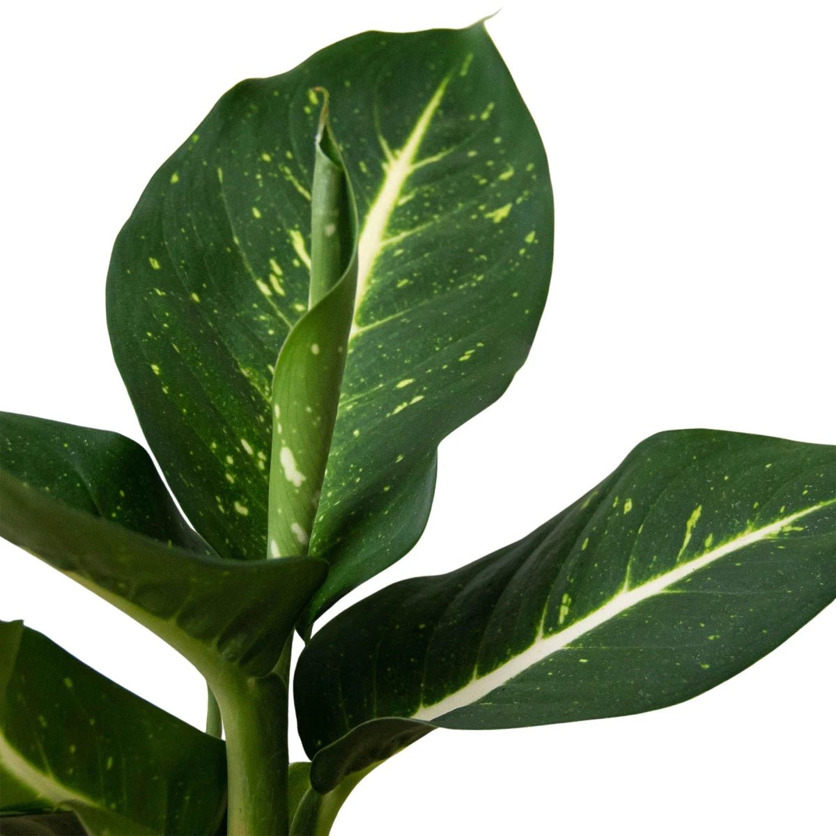 Dieffenbachia Oerstedii-Indoor Plants-Trendy Gardener