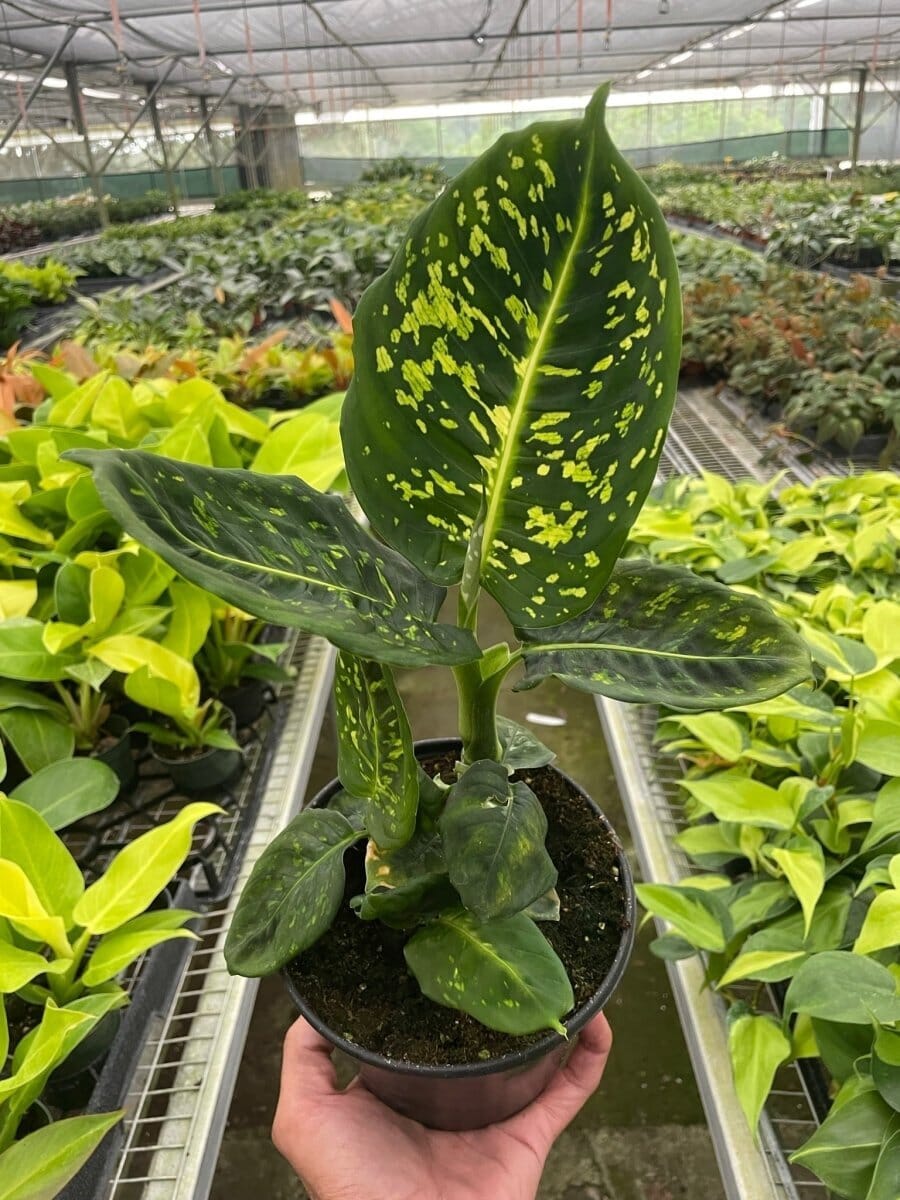 Dieffenbachia 'Reflector'-Indoor Plants-Trendy Gardener