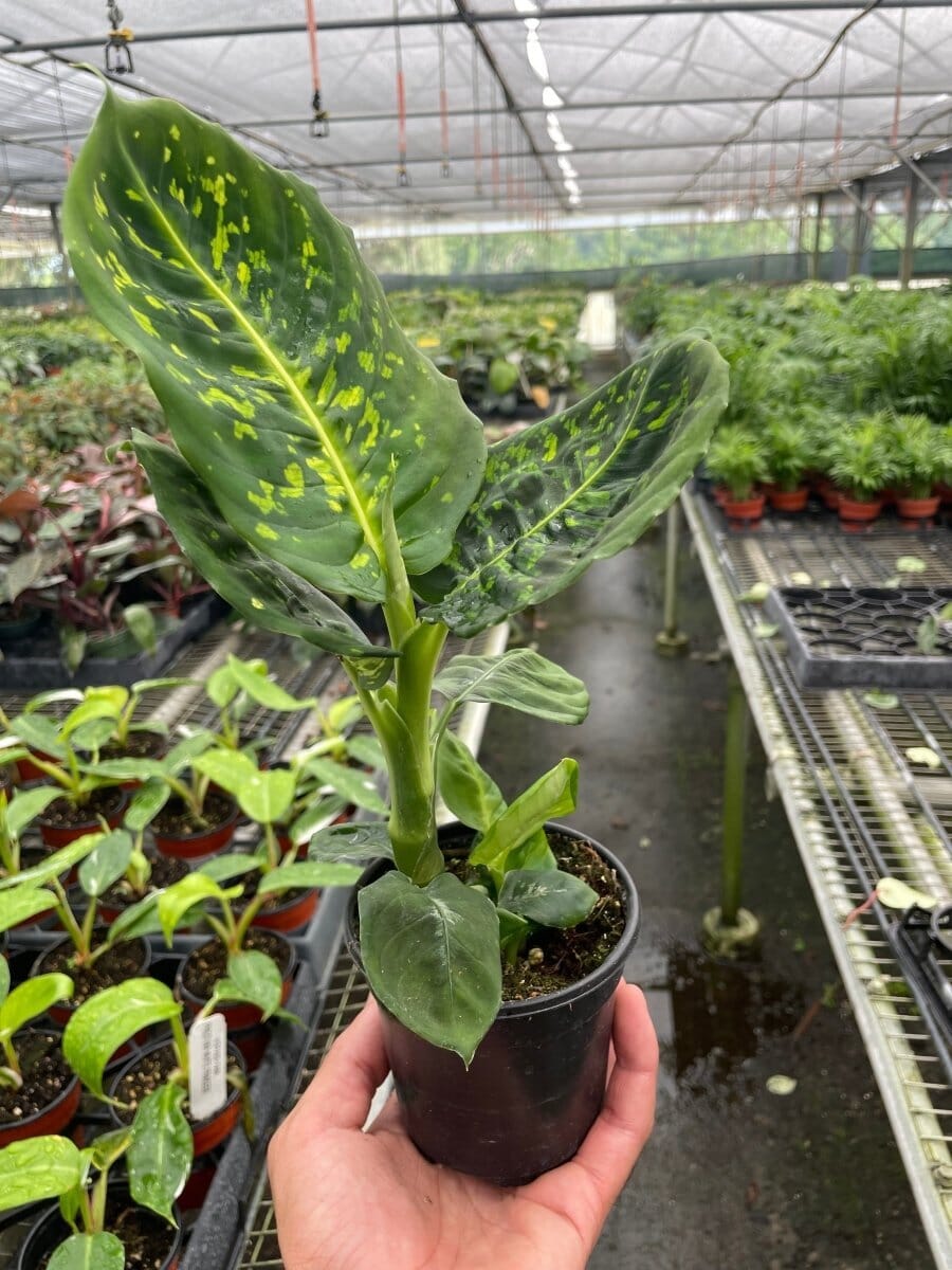 Dieffenbachia 'Reflector'-Indoor Plants-Trendy Gardener