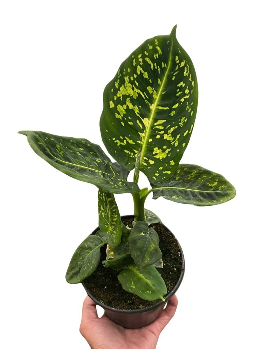 Dieffenbachia 'Reflector'-Indoor Plants-Trendy Gardener