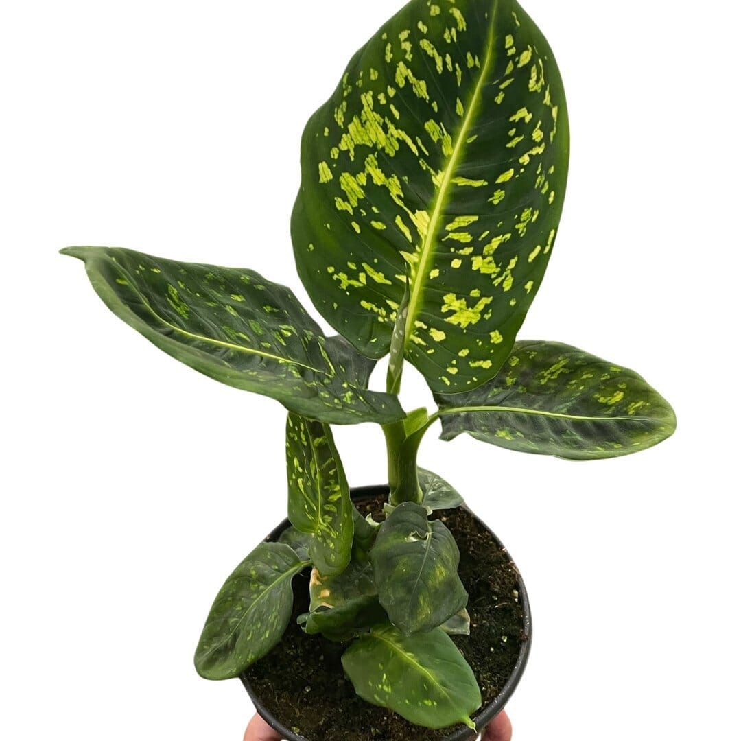 Dieffenbachia 'Reflector'-Indoor Plants-Trendy Gardener