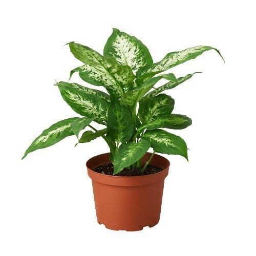 Dieffenbachia 'Tropic Snow'-Indoor Plants-Trendy Gardener