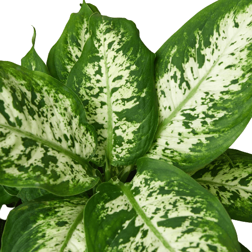 Dieffenbachia 'Tropic Snow'-Indoor Plants-Trendy Gardener