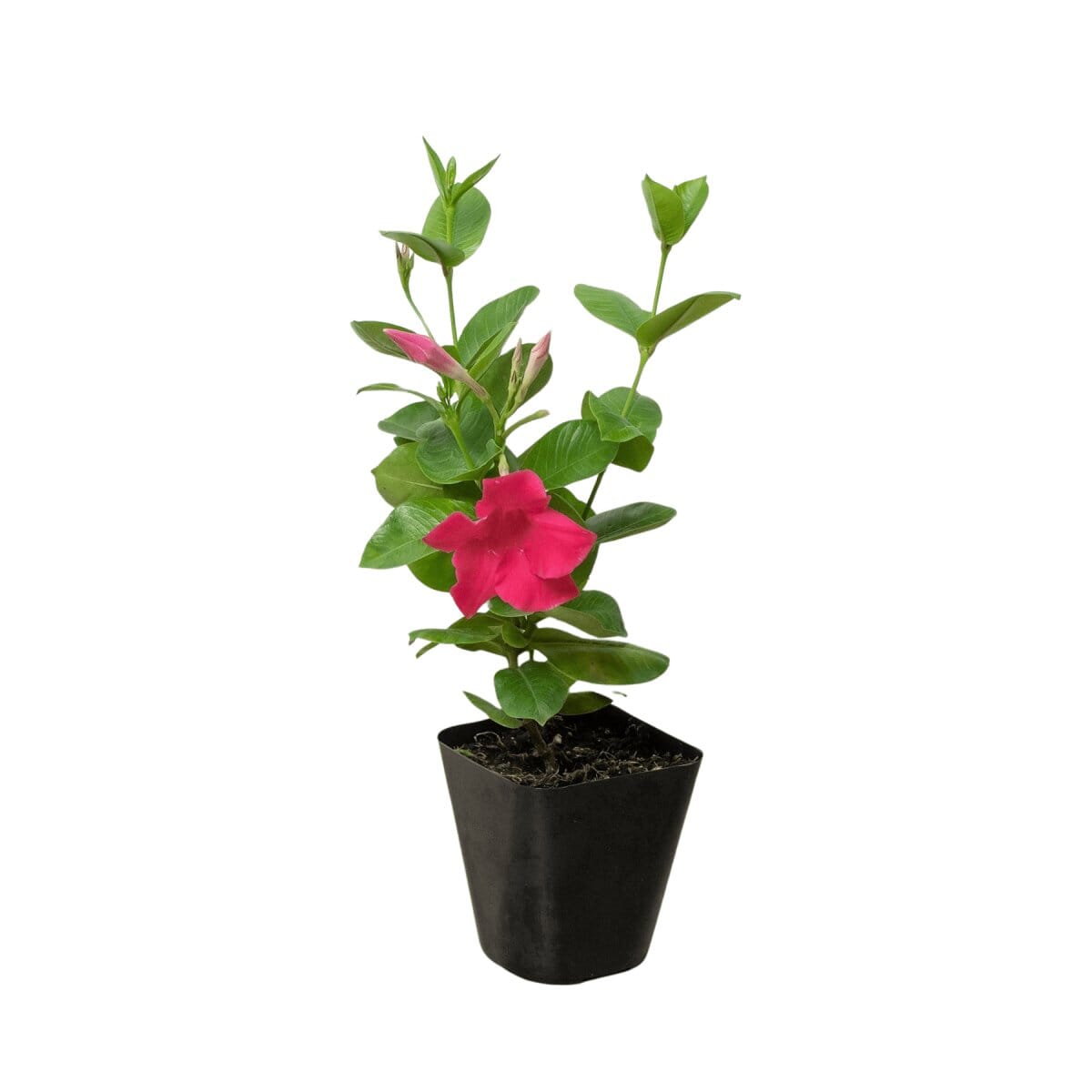 Dipladenia Premier Hot Pink-Indoor Plants-Trendy Gardener