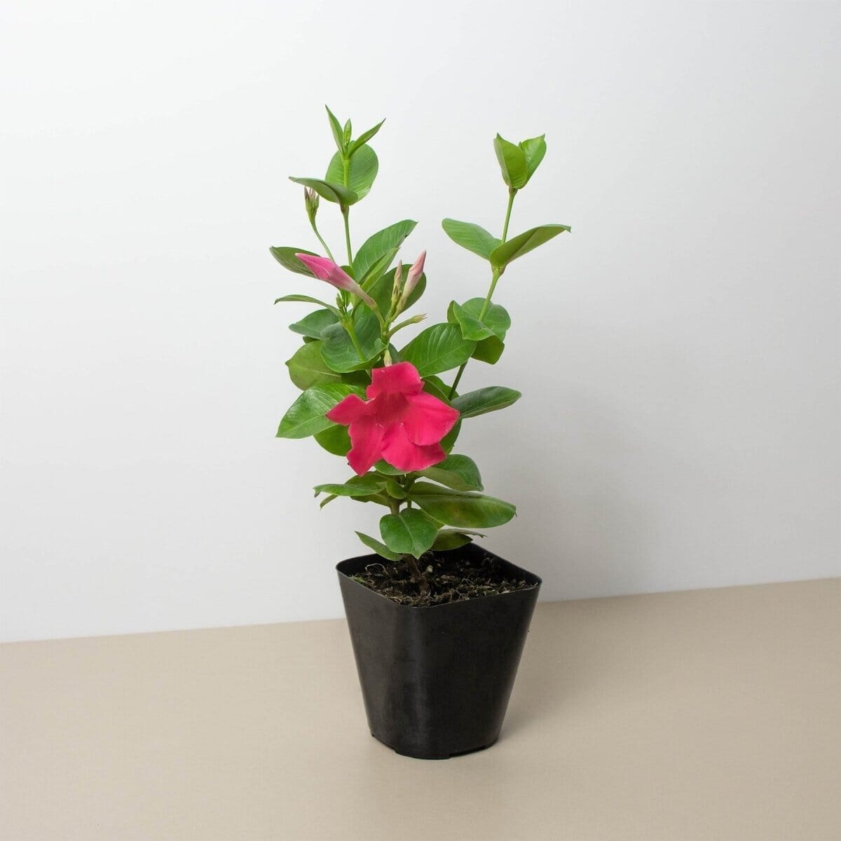 Dipladenia Premier Hot Pink-Indoor Plants-Trendy Gardener