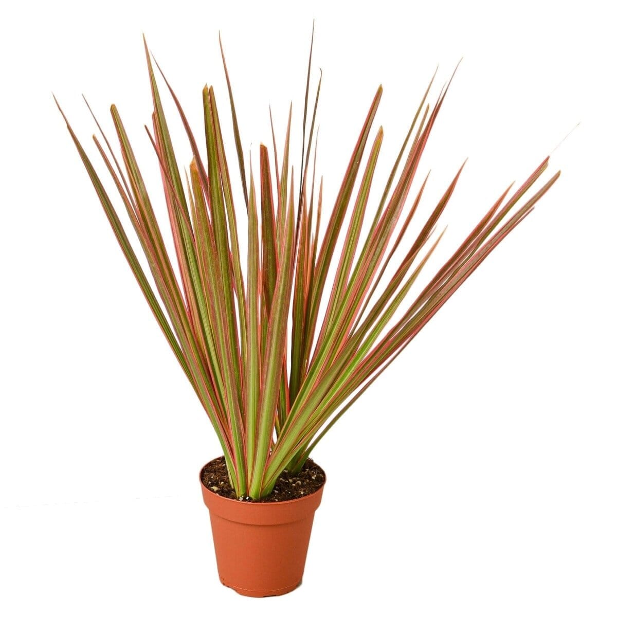 Dracaena 'Colorama'-Indoor Plants-Trendy Gardener