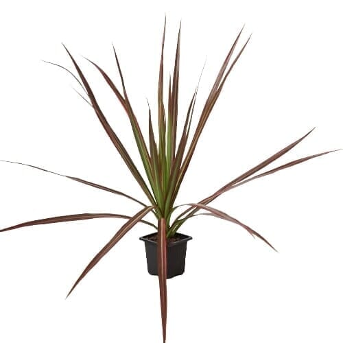 Dracaena 'Colorama'-Indoor Plants-Trendy Gardener