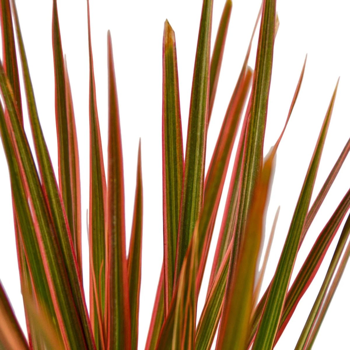 Dracaena 'Colorama'-Indoor Plants-Trendy Gardener