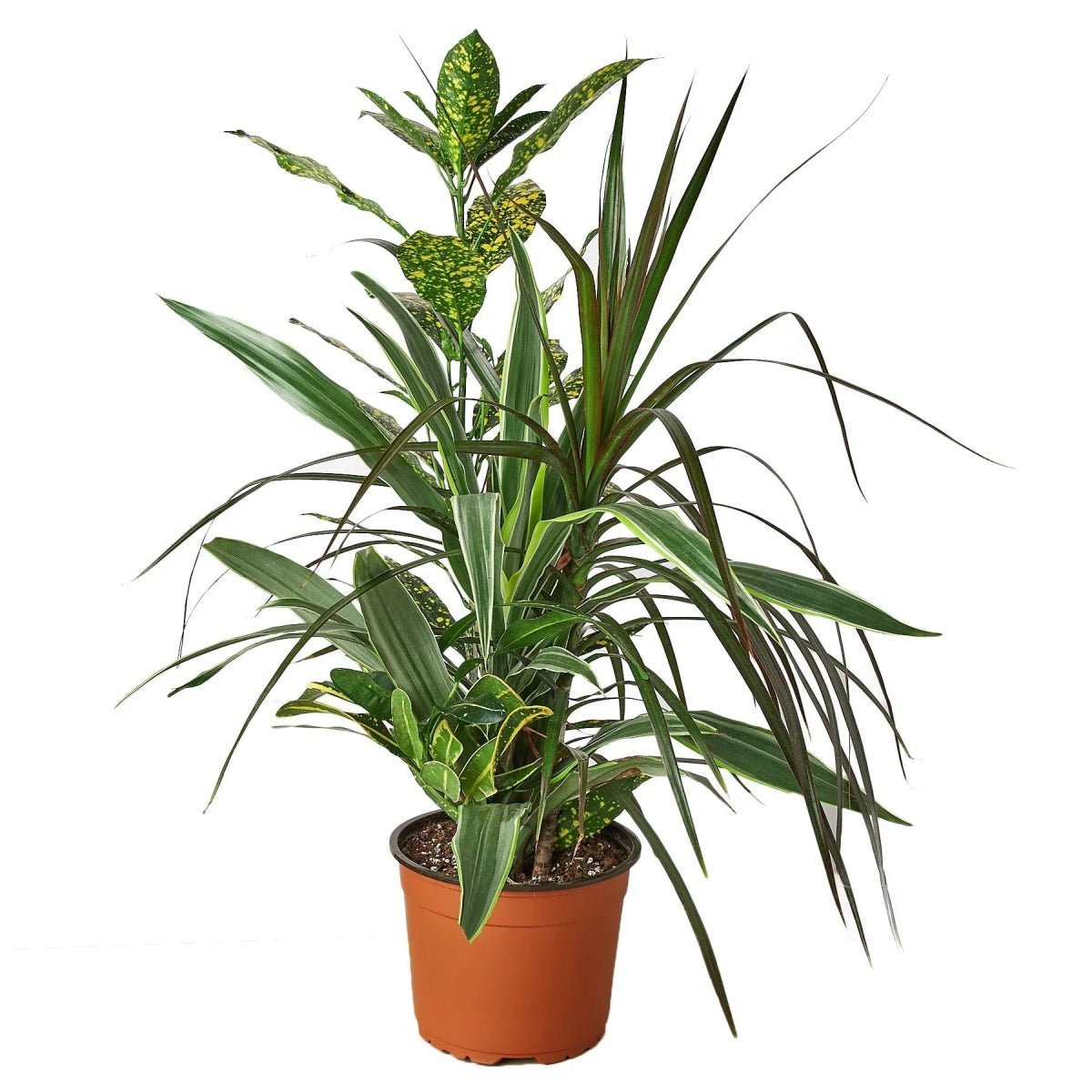 Dracaena 'Combo'-Indoor Plants-Trendy Gardener