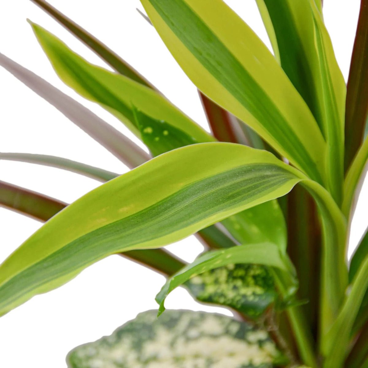 Dracaena 'Combo'-Indoor Plants-Trendy Gardener