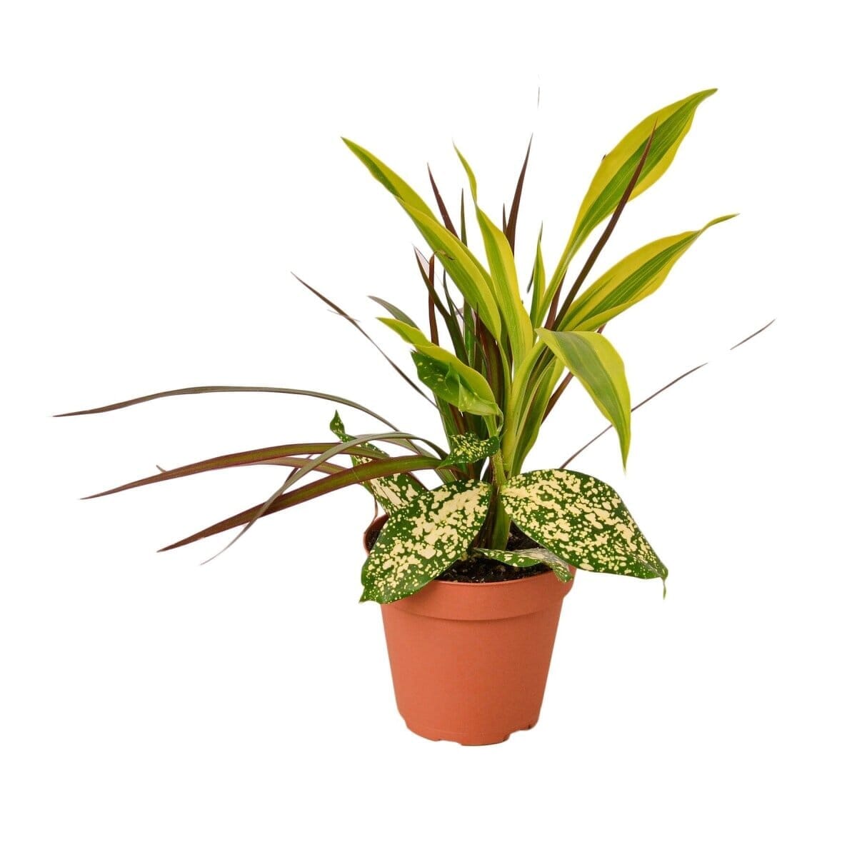 Dracaena 'Combo'-Indoor Plants-Trendy Gardener