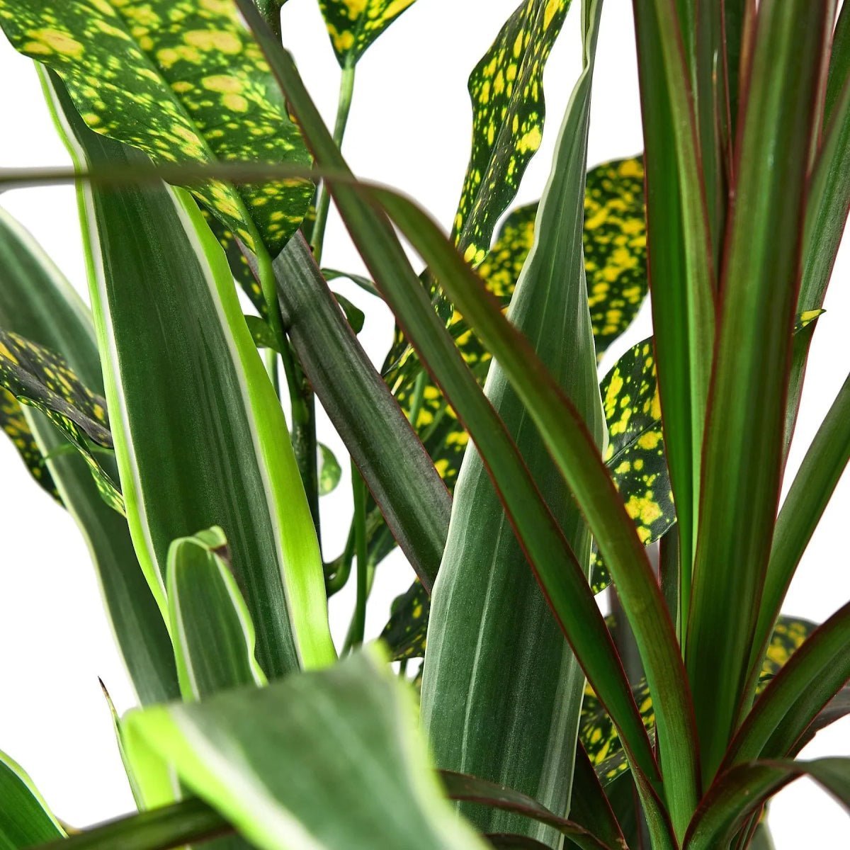 Dracaena 'Combo'-Indoor Plants-Trendy Gardener