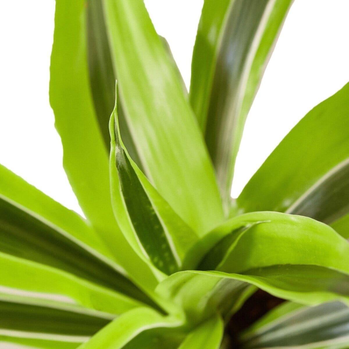 Dracaena Deremensis 'Lemon Surprise'-Indoor Plants-Trendy Gardener