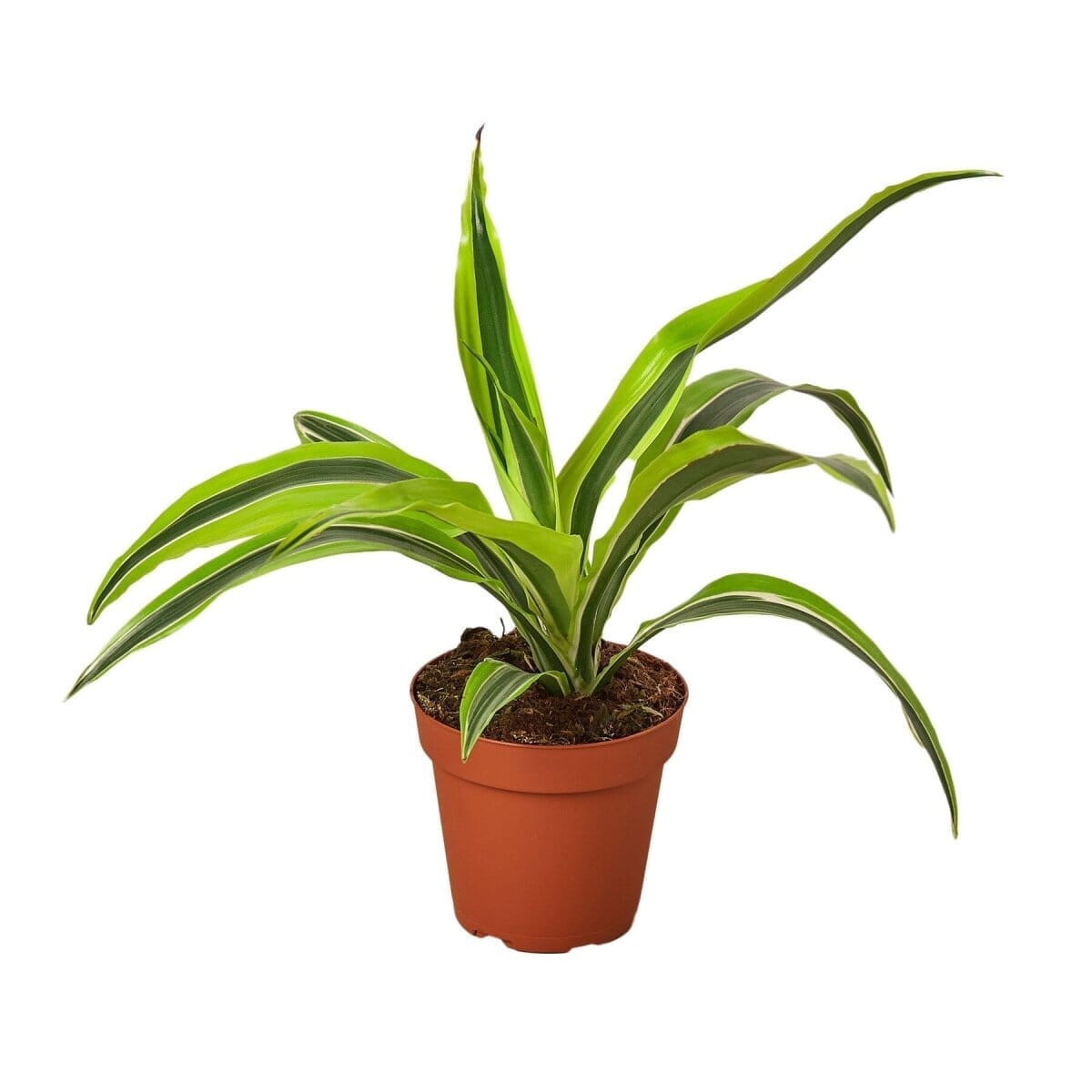 Dracaena Deremensis 'Lemon Surprise'-Indoor Plants-Trendy Gardener